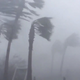 Palm trees battle intense wind in Panama City.